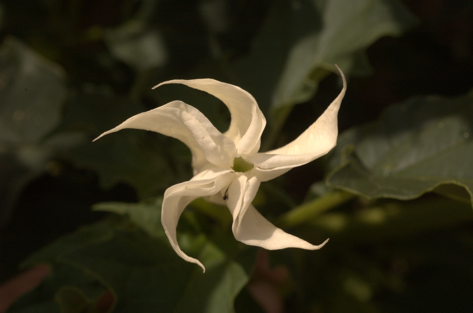 24 Datura stramonium DSC_5622