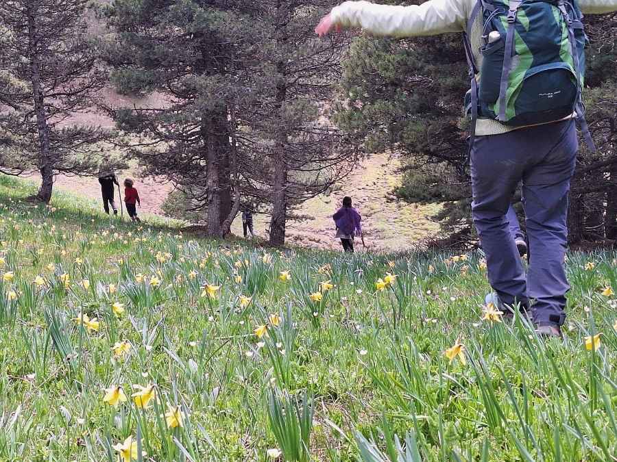 stage vie sauvage en drôme en pleine nature exploration plantes sauvages oiseaux