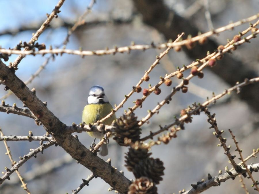 stage vie sauvage en drôme en pleine nature exploration plantes sauvages oiseaux