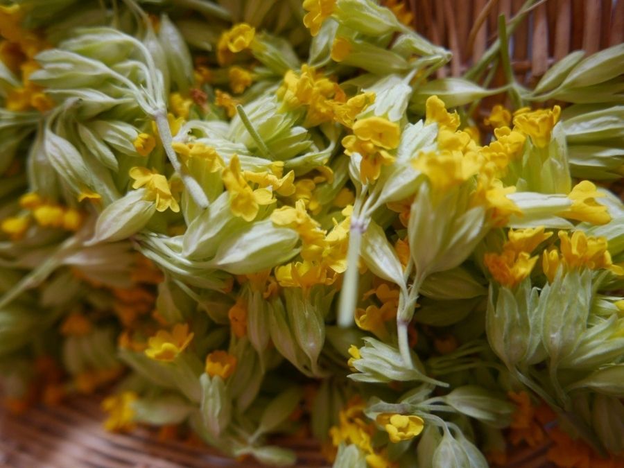 stage vie sauvage en drôme en pleine nature exploration plantes sauvages oiseaux
