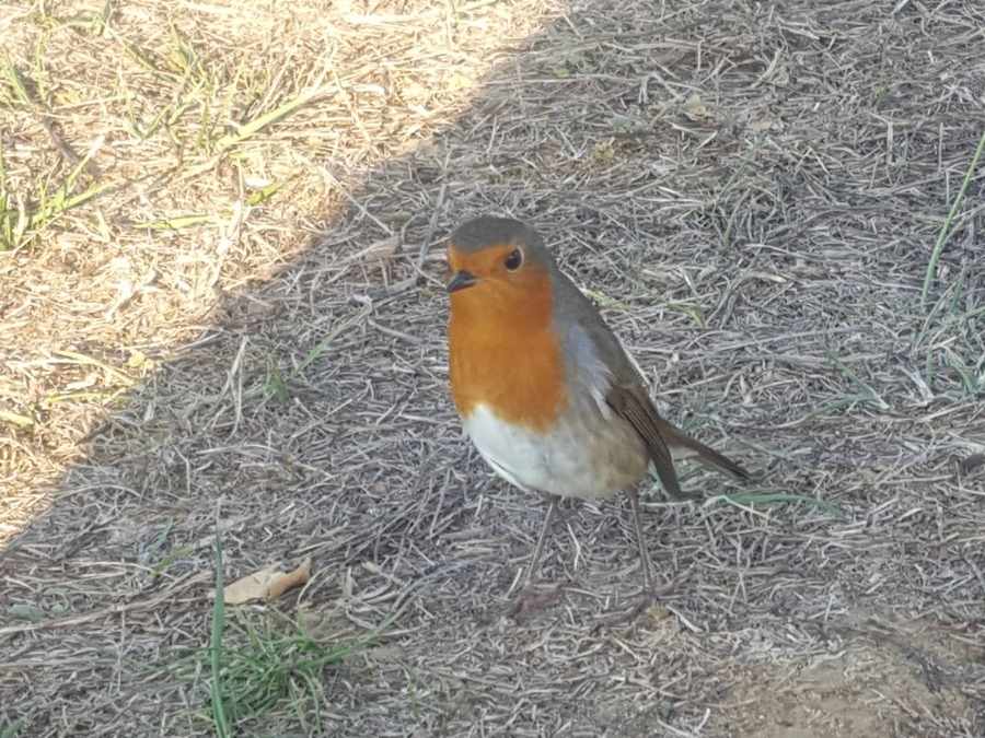 stage vie sauvage en drôme en pleine nature exploration plantes sauvages oiseaux