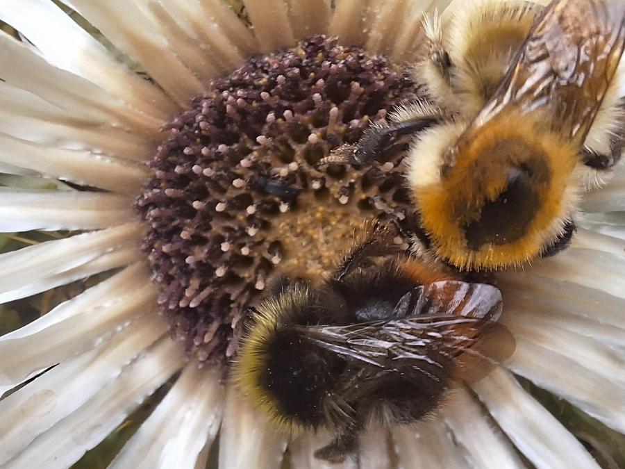 stage vie sauvage en drôme en pleine nature exploration plantes sauvages